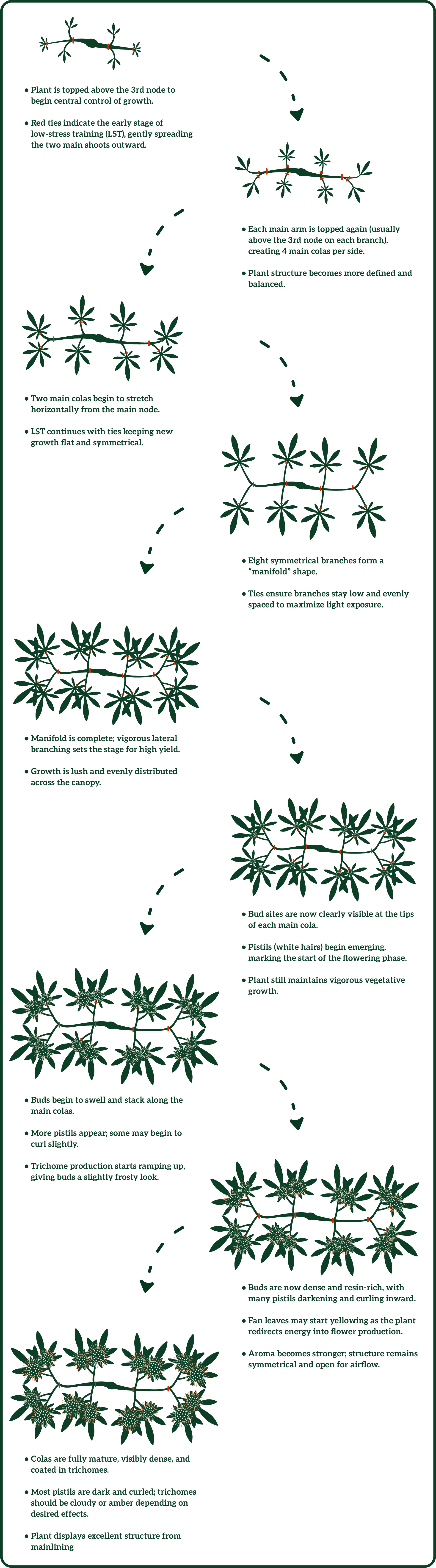 Diagram showing the growth stages of a plant, detailing the process from initial sprouting to mature flowering, with labels and arrows.