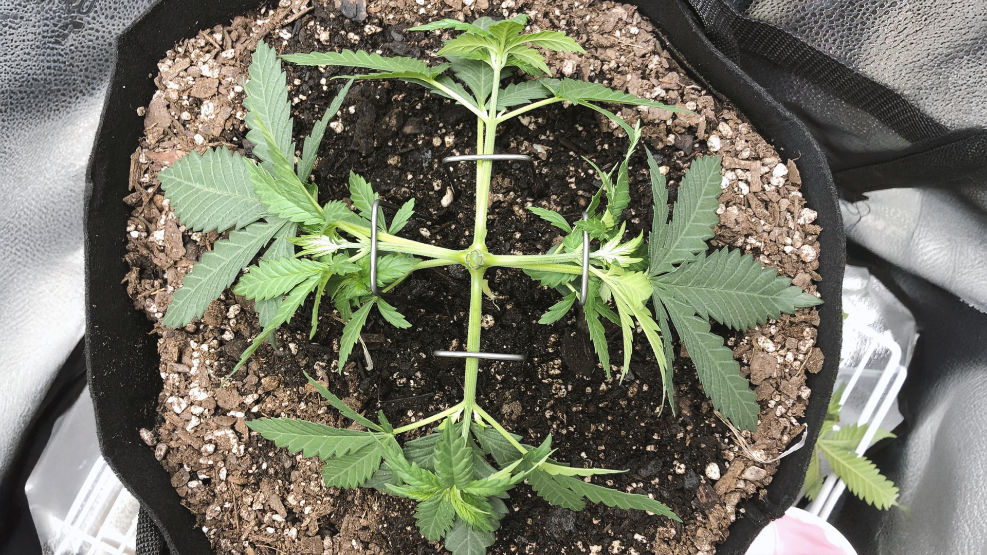 Top view of a young cannabis plant in a fabric pot, with soil and metal stakes for support, under indoor cultivation.