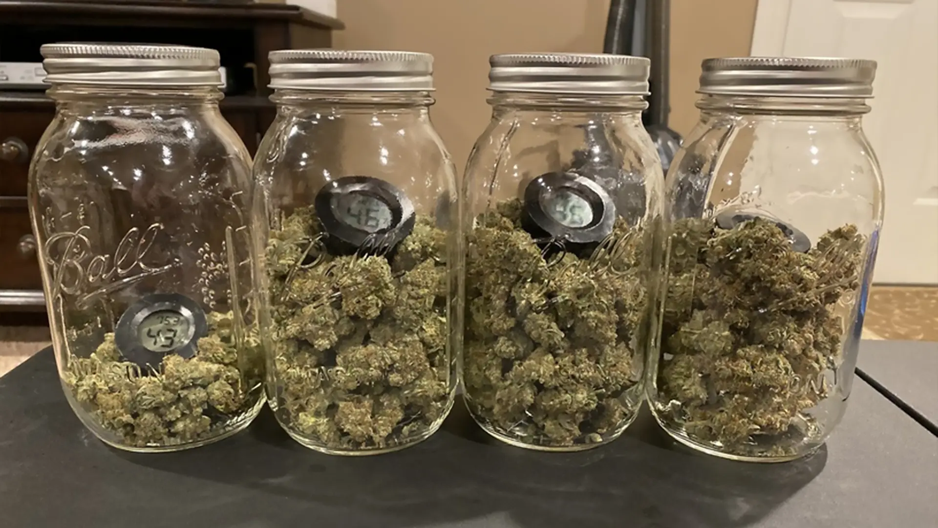 Four glass jars filled with cannabis buds, each containing a small hygrometer displaying humidity levels.