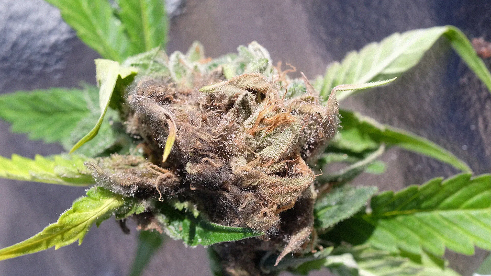 Close-up of a cannabis bud with green leaves, covered in trichomes, against a blurred background.