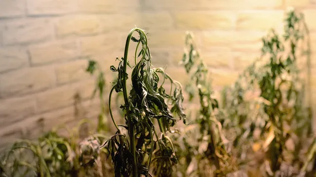 Example of a dry and very underwatered cannabis plant Dry underwatered cannabis plant, beyond repair
