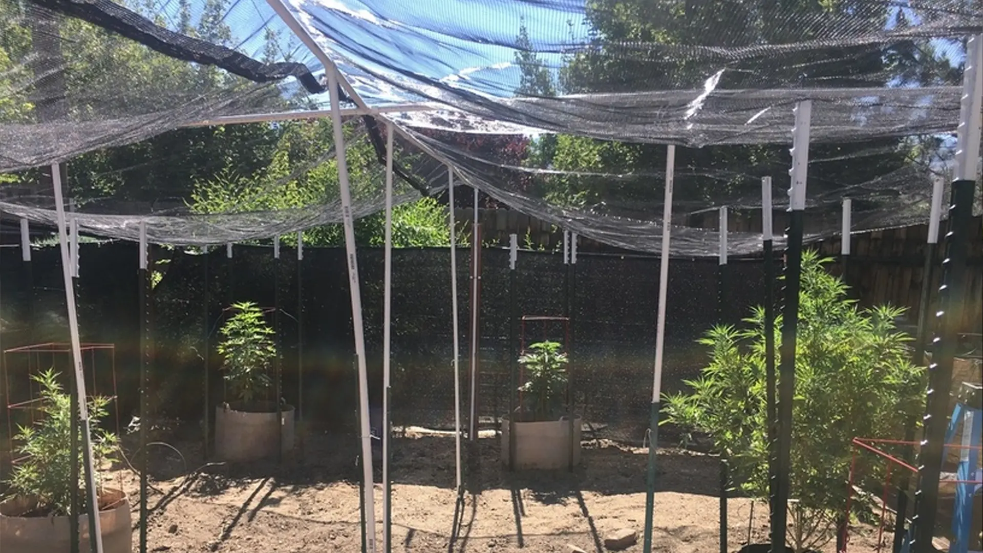 Outdoor garden with cannabis plants under a shade structure, surrounded by trees and a black mesh fence.