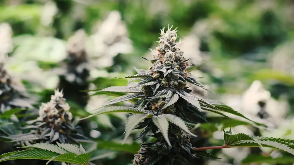 Close-up of a cannabis plant with dense, frosty buds and serrated leaves, surrounded by blurred greenery in the background.