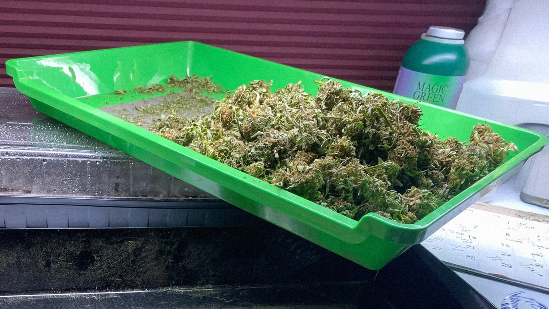 A green tray filled with dried cannabis buds, placed on a surface with a container and a bottle labeled