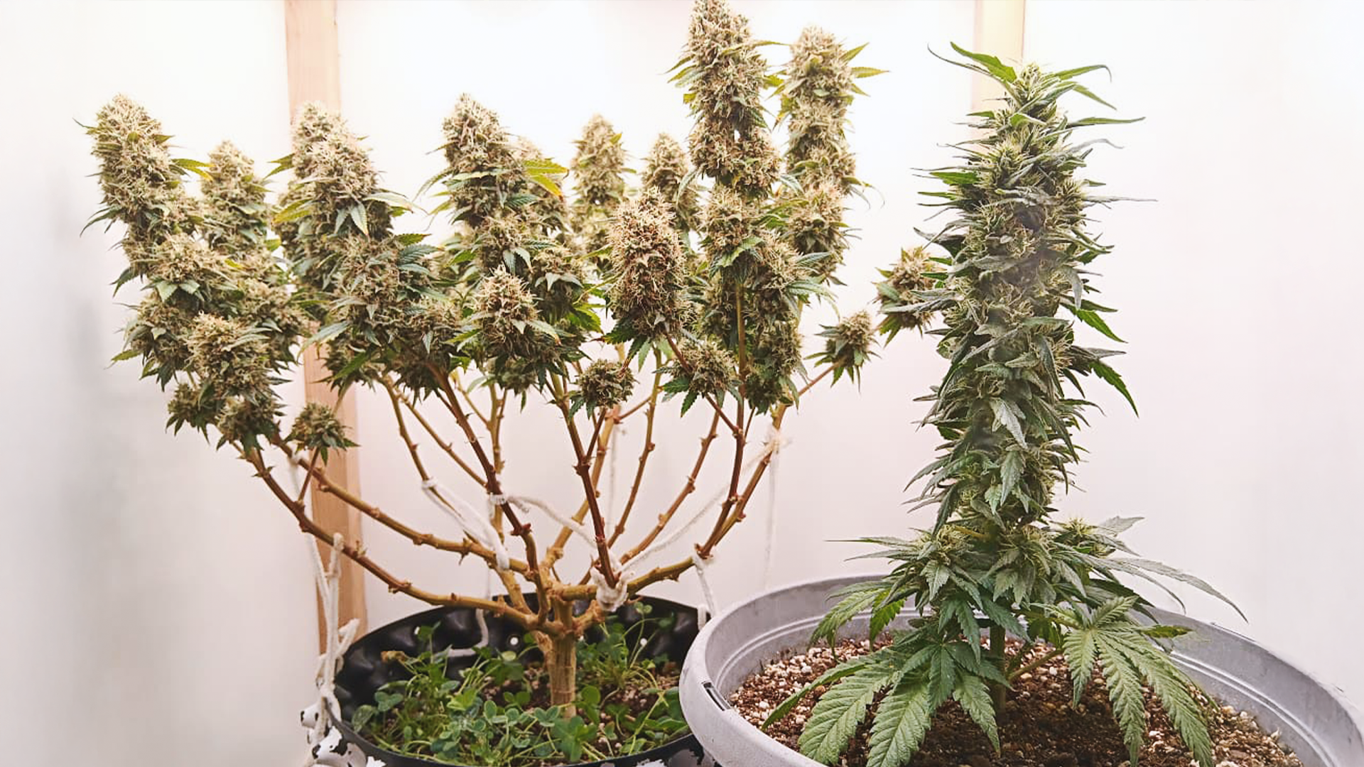 Two cannabis plants in pots. One is bushy with multiple branches, and the other is tall with a single main stem, both covered in buds.