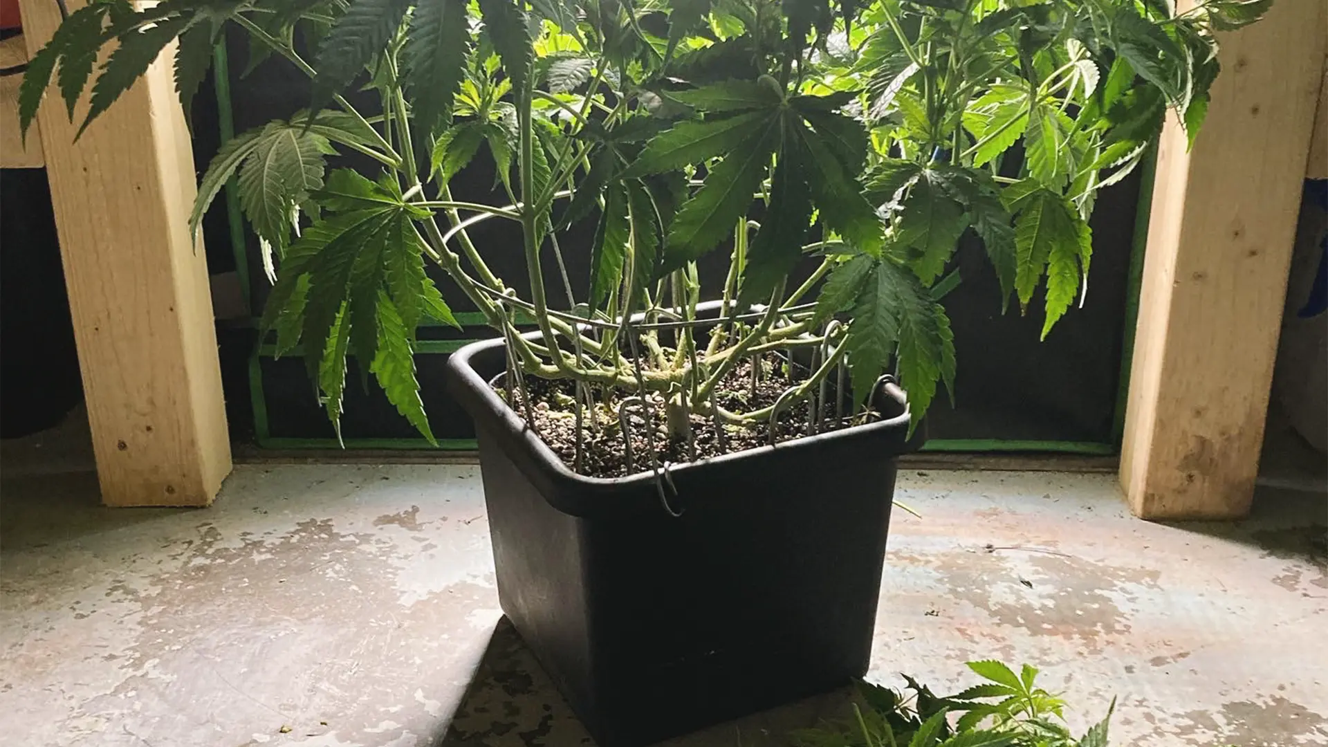 A potted cannabis plant with green leaves sits on a concrete floor, surrounded by wooden supports.