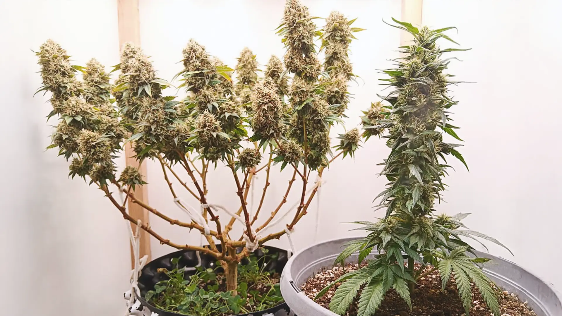 Two cannabis plants in pots. One is bushy with multiple branches, and the other is tall with a single main stem, both covered in buds.
