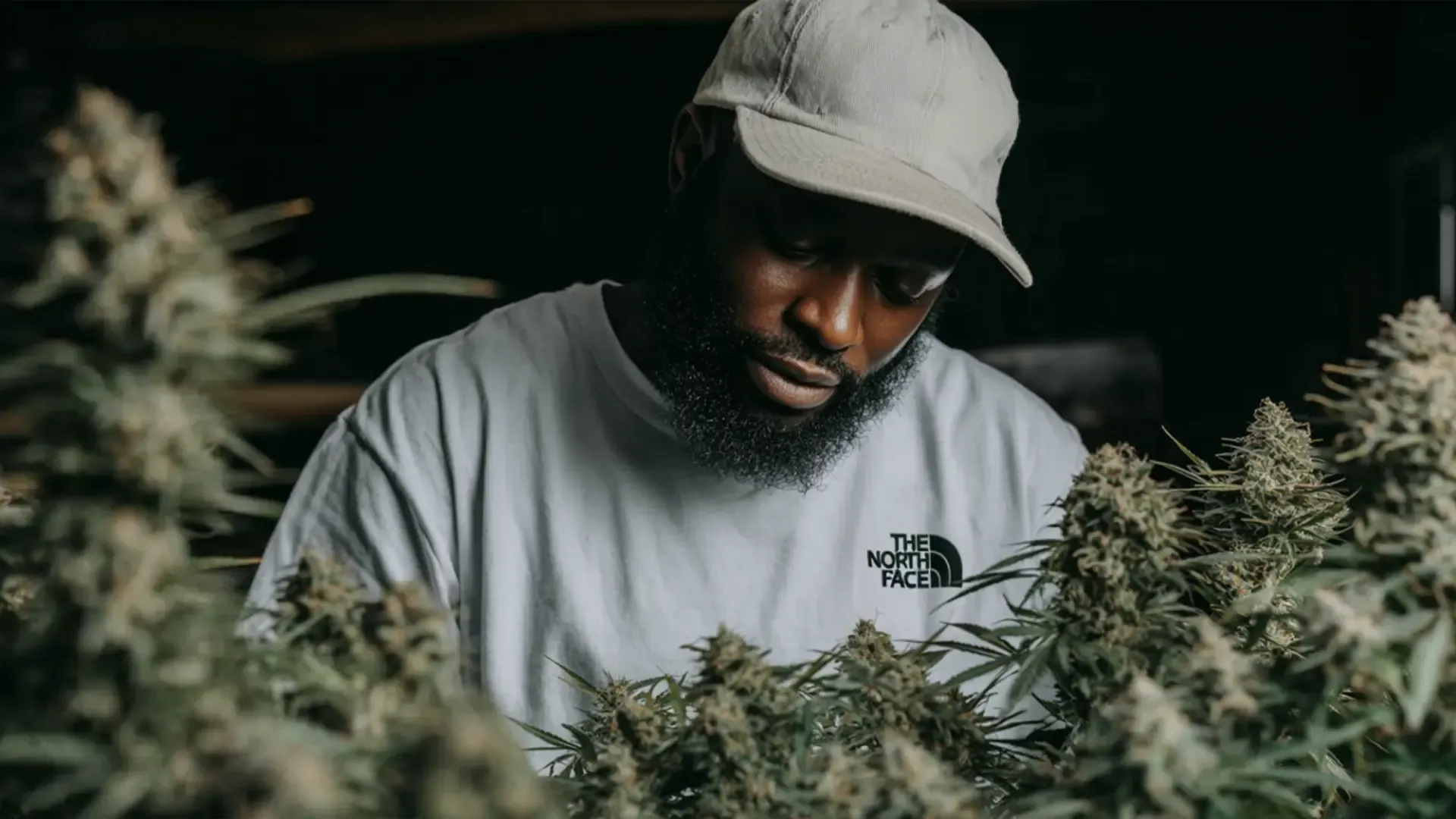 Man in a white cap and shirt examines cannabis plants, surrounded by dense foliage, in a dimly lit setting.