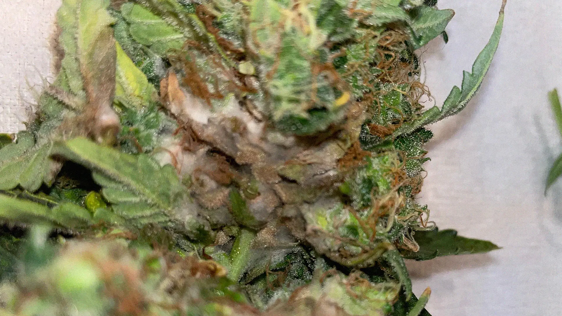 Close-up of a cannabis bud with visible mold growth, featuring green leaves and brownish-orange hairs.