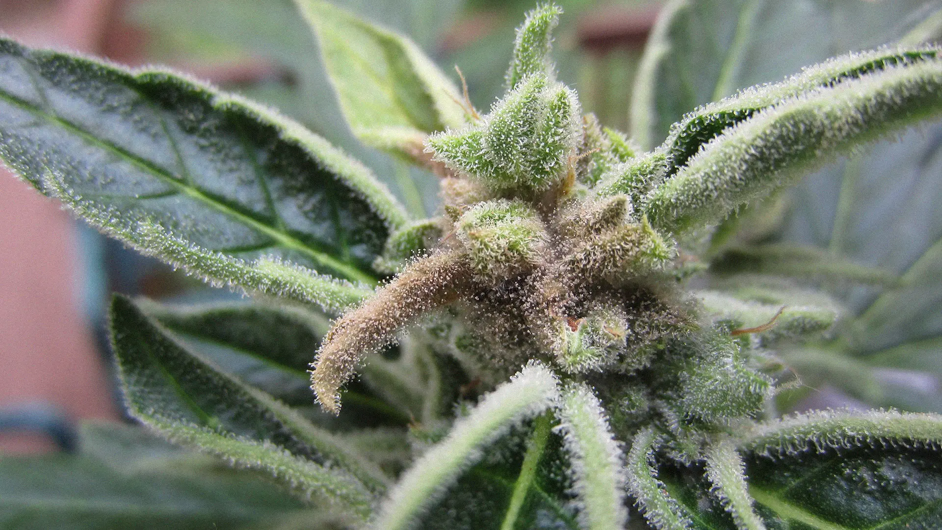 Close-up of a cannabis plant showing dense trichomes on the leaves and buds, with a mix of green and brown hues.