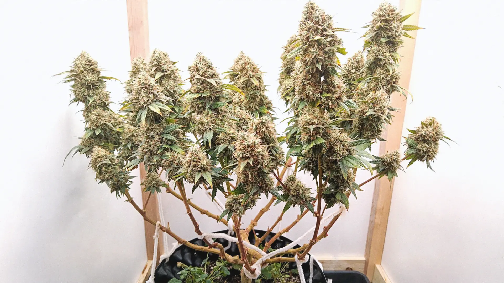 A cannabis plant with numerous dense, resinous buds, supported by wooden stakes, growing indoors in a black container.