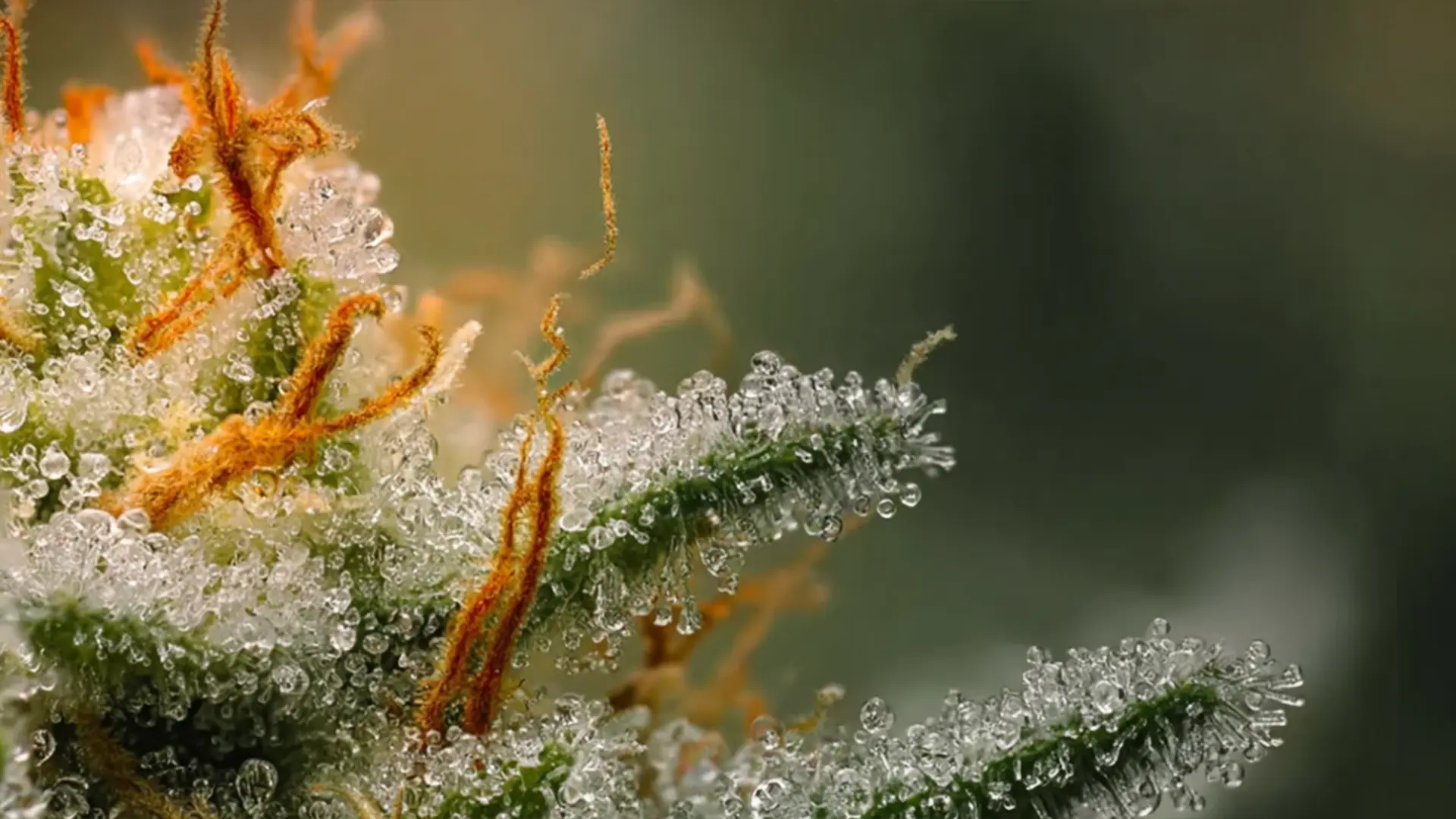 Close-up of frosty cannabis bud with orange pistils, covered in sparkling trichomes against a blurred green background.