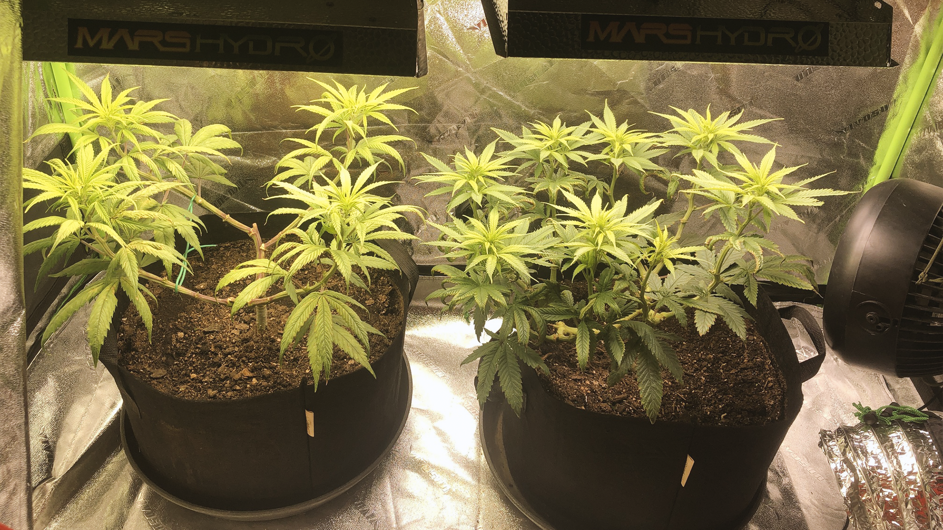 Two cannabis plants in fabric pots under grow lights, surrounded by reflective material. A small fan is visible on the right.