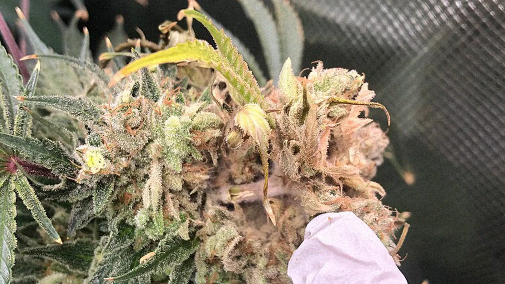 Close-up of a cannabis plant with dense, frosty trichomes and green leaves. A gloved hand is touching the plant, showing intricate details.
