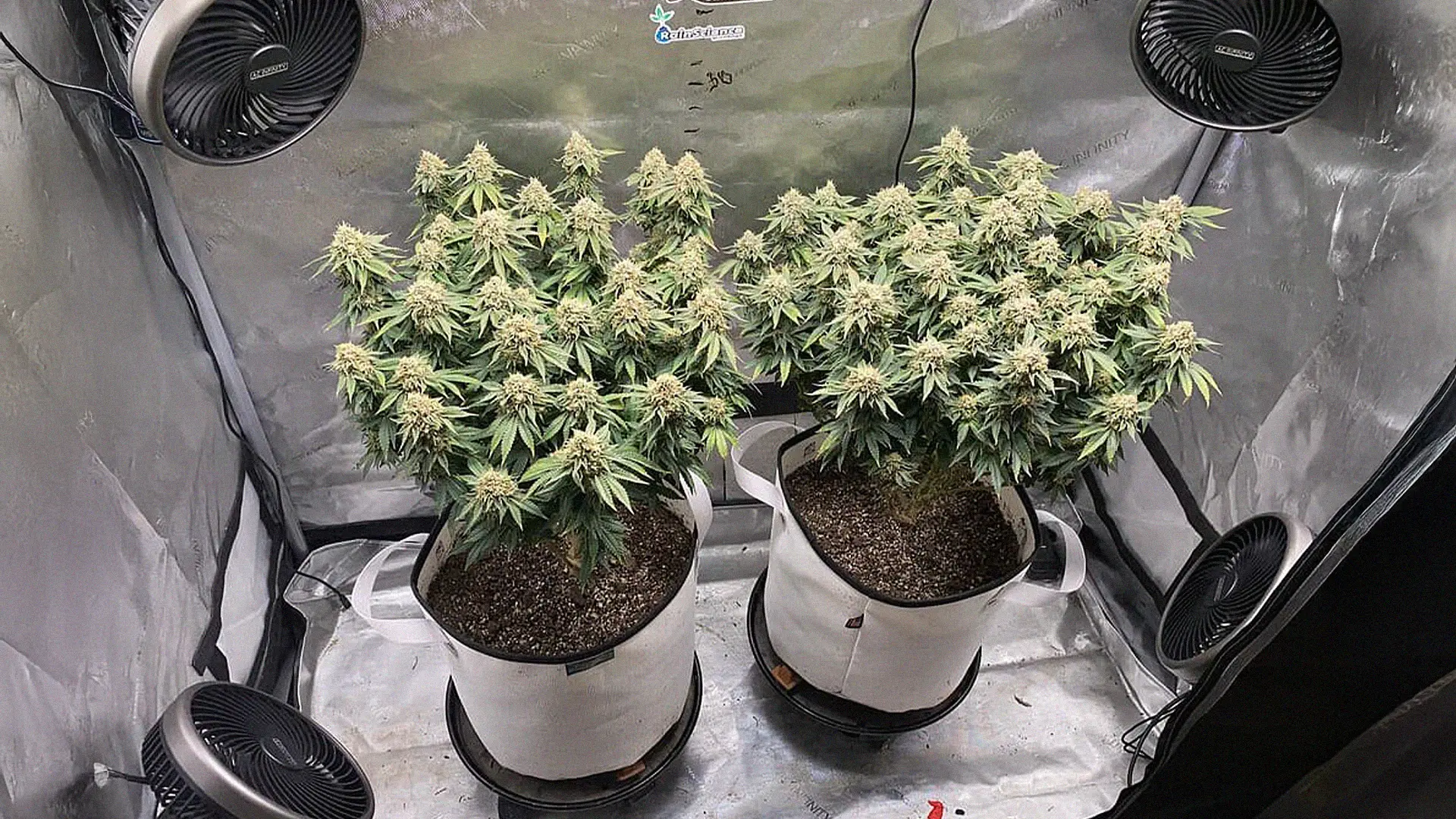 Two cannabis plants in fabric pots inside a reflective grow tent, surrounded by fans.