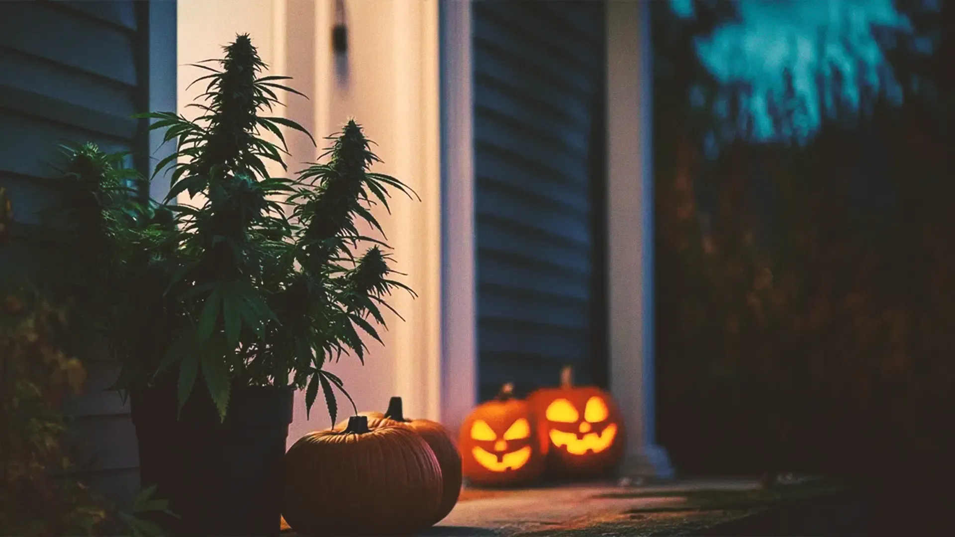Potted plant and pumpkins on a porch, with two carved jack-o'-lanterns glowing in the evening light.