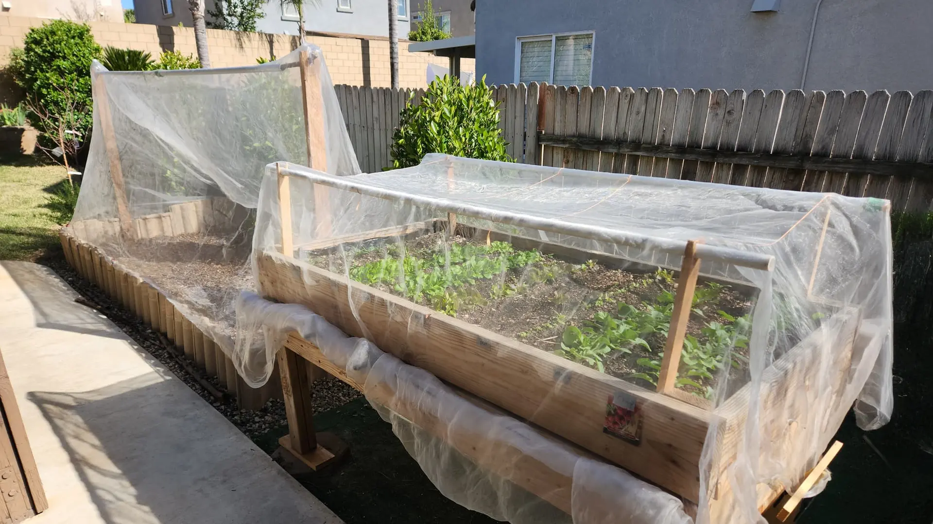 Two raised garden beds covered with protective netting, containing young plants. They are situated in a backyard with wooden fencing.