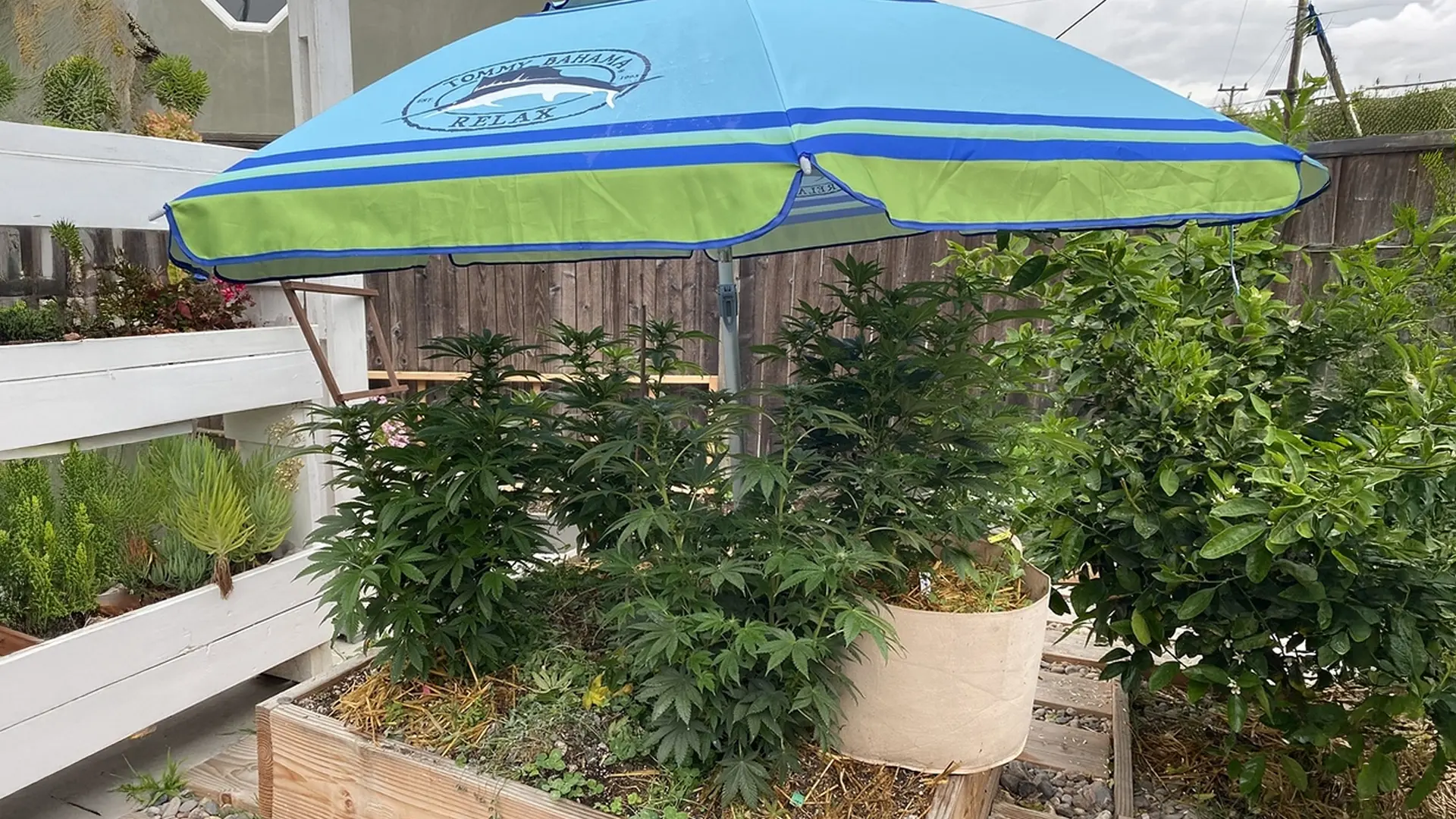 Outdoor garden with cannabis plants under a blue and green umbrella, surrounded by wooden planters and greenery.