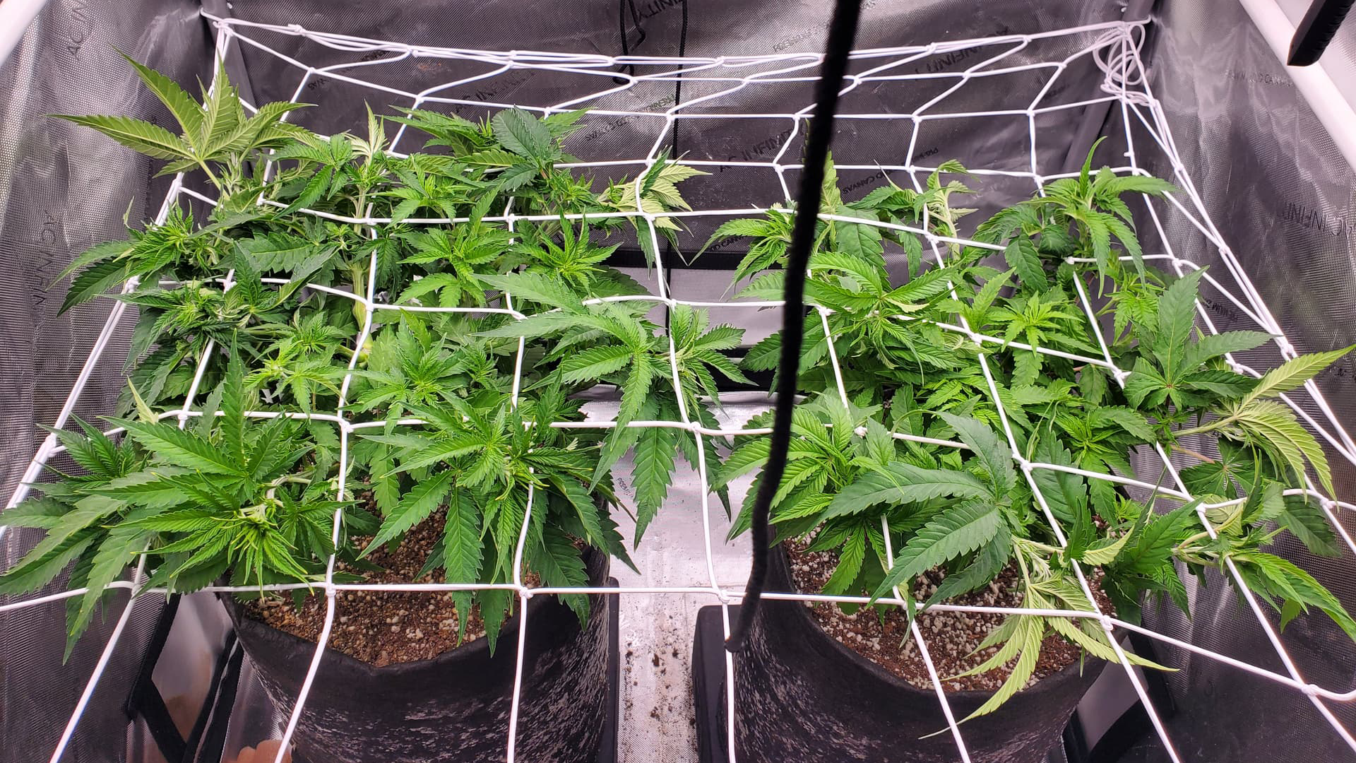 Cannabis plants growing in pots under a white trellis netting inside a grow tent. The leaves are lush and green.