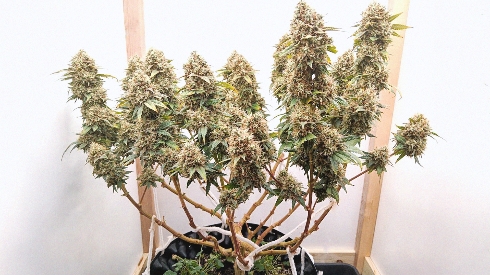 A cannabis plant with numerous dense, resinous buds, supported by wooden stakes, growing indoors in a black container.