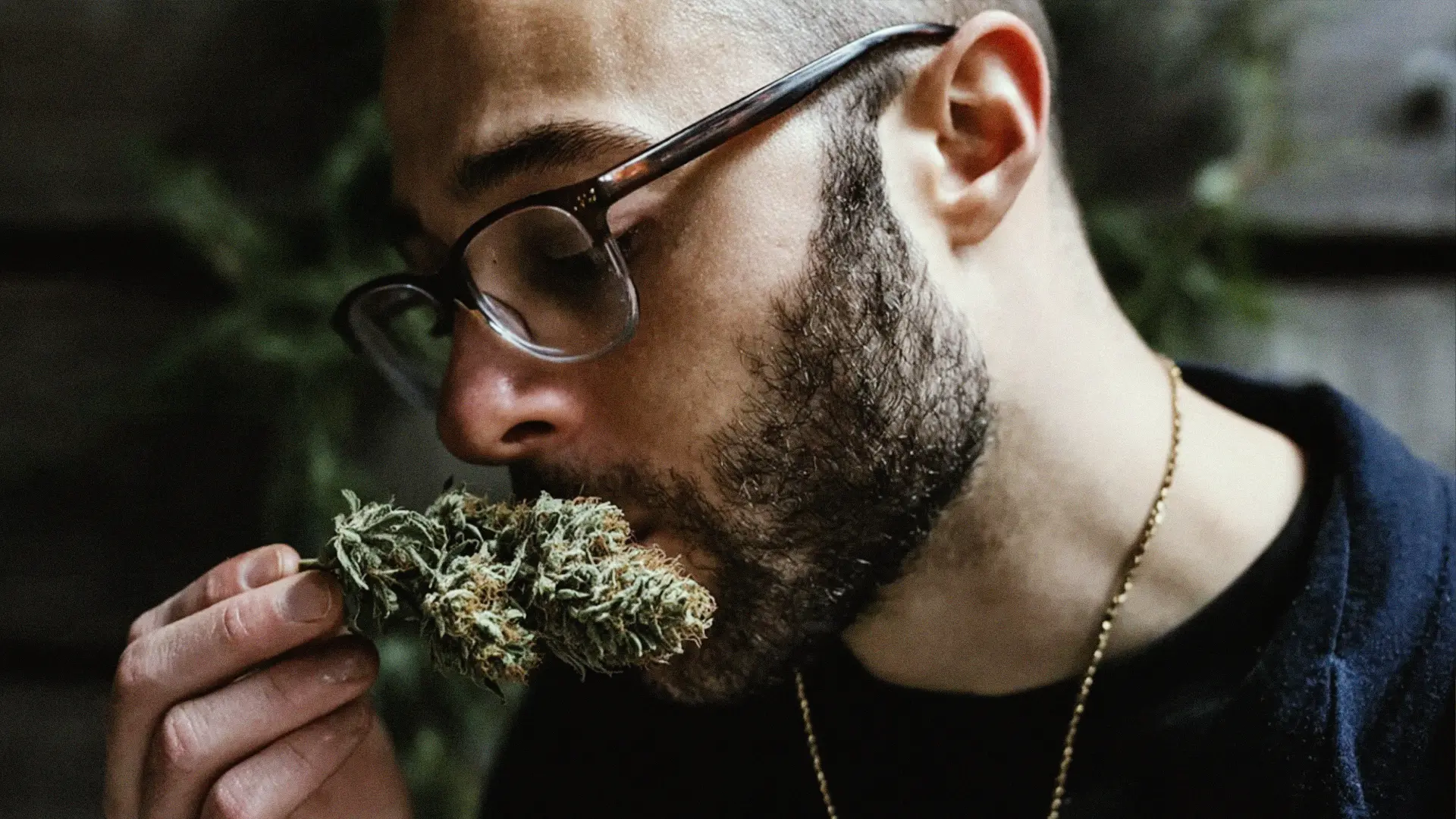 A man with glasses and a beard closely smelling a cannabis bud, wearing a dark shirt and gold chain, set against a blurred background.