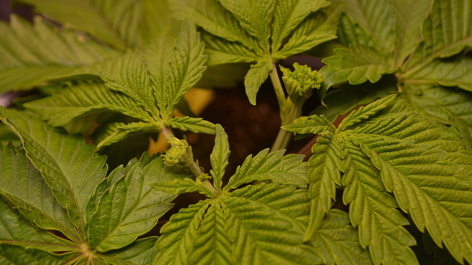 Close-up of vibrant green cannabis leaves with serrated edges, showing new growth in the center against a dark background.
