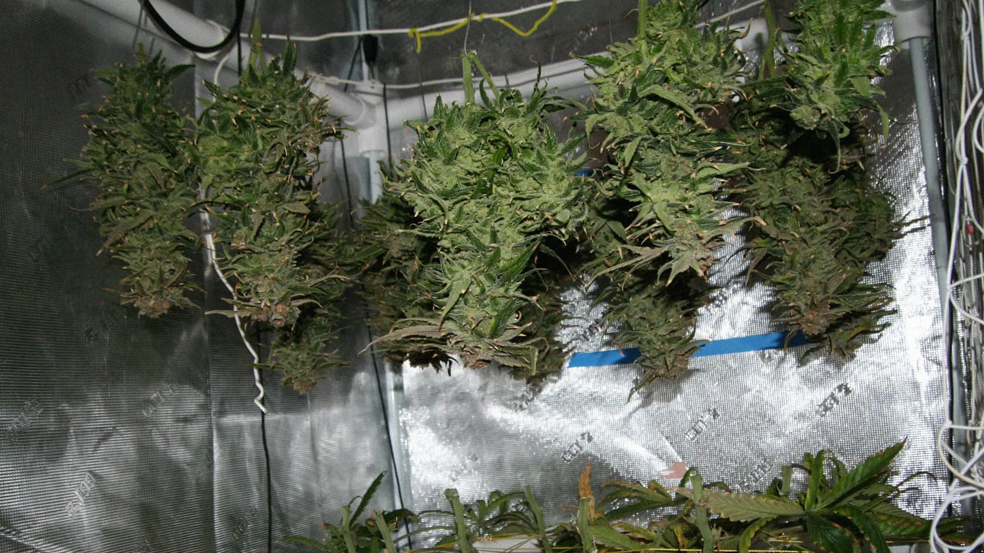 Hanging bundles of dried cannabis plants in a reflective indoor grow room with visible wires and equipment.