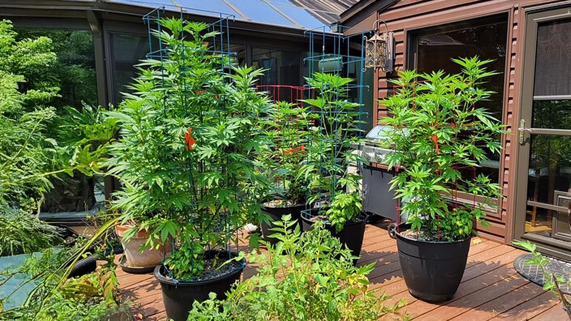 Growing Pot Outdoors For Dummies