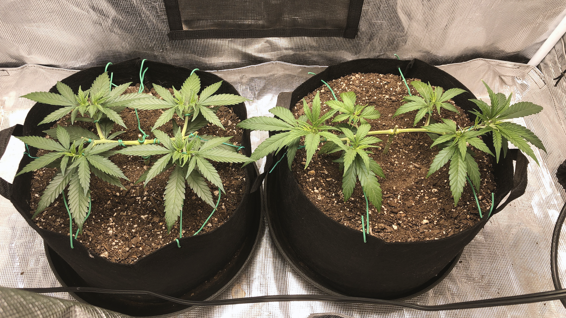 Two cannabis plants in black fabric pots with green ties, growing indoors on reflective material.