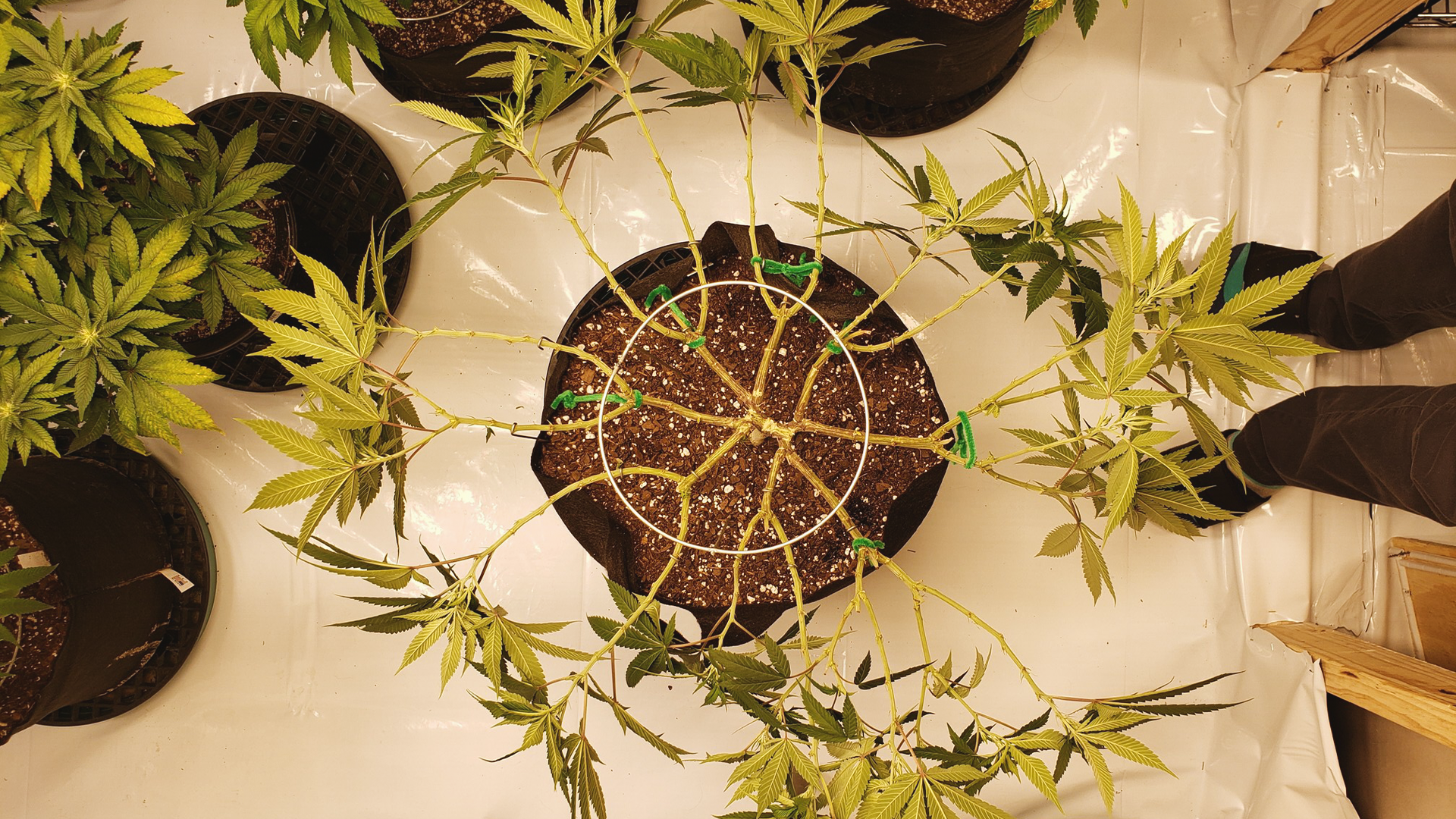 Overhead view of a cannabis plant in a pot, with branches spread out and secured. Other plants and a person's feet are partially visible.