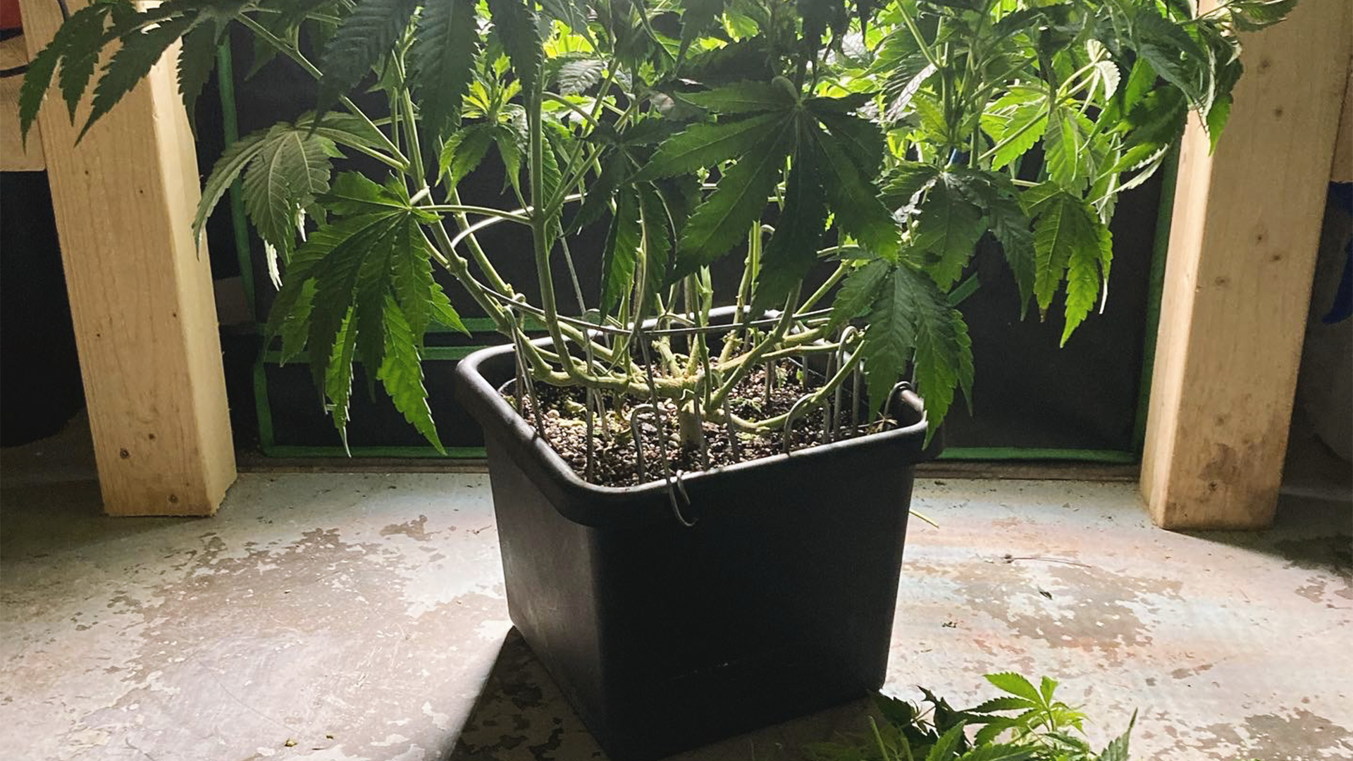 A potted cannabis plant with green leaves sits on a concrete floor, surrounded by wooden supports.