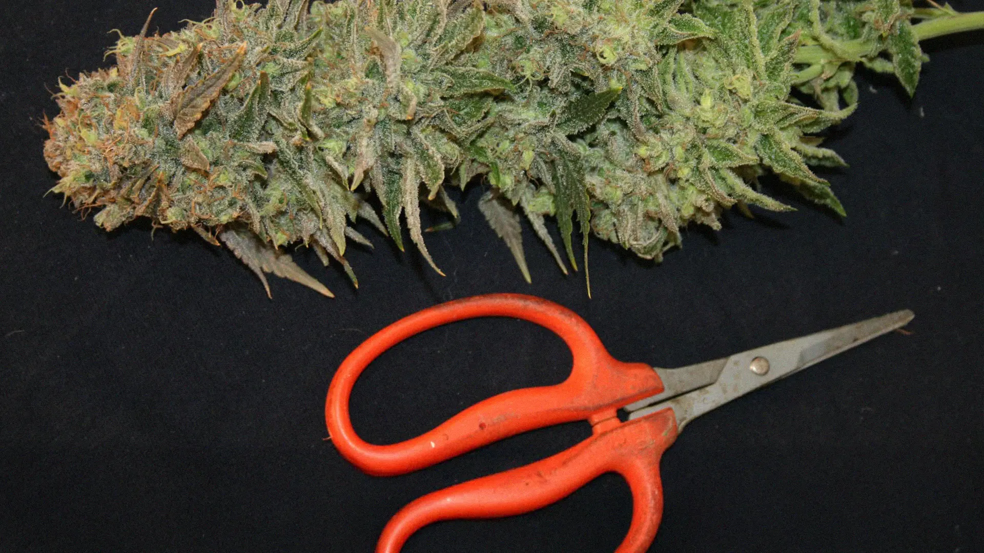 A large cannabis bud next to a pair of orange-handled scissors on a black surface.