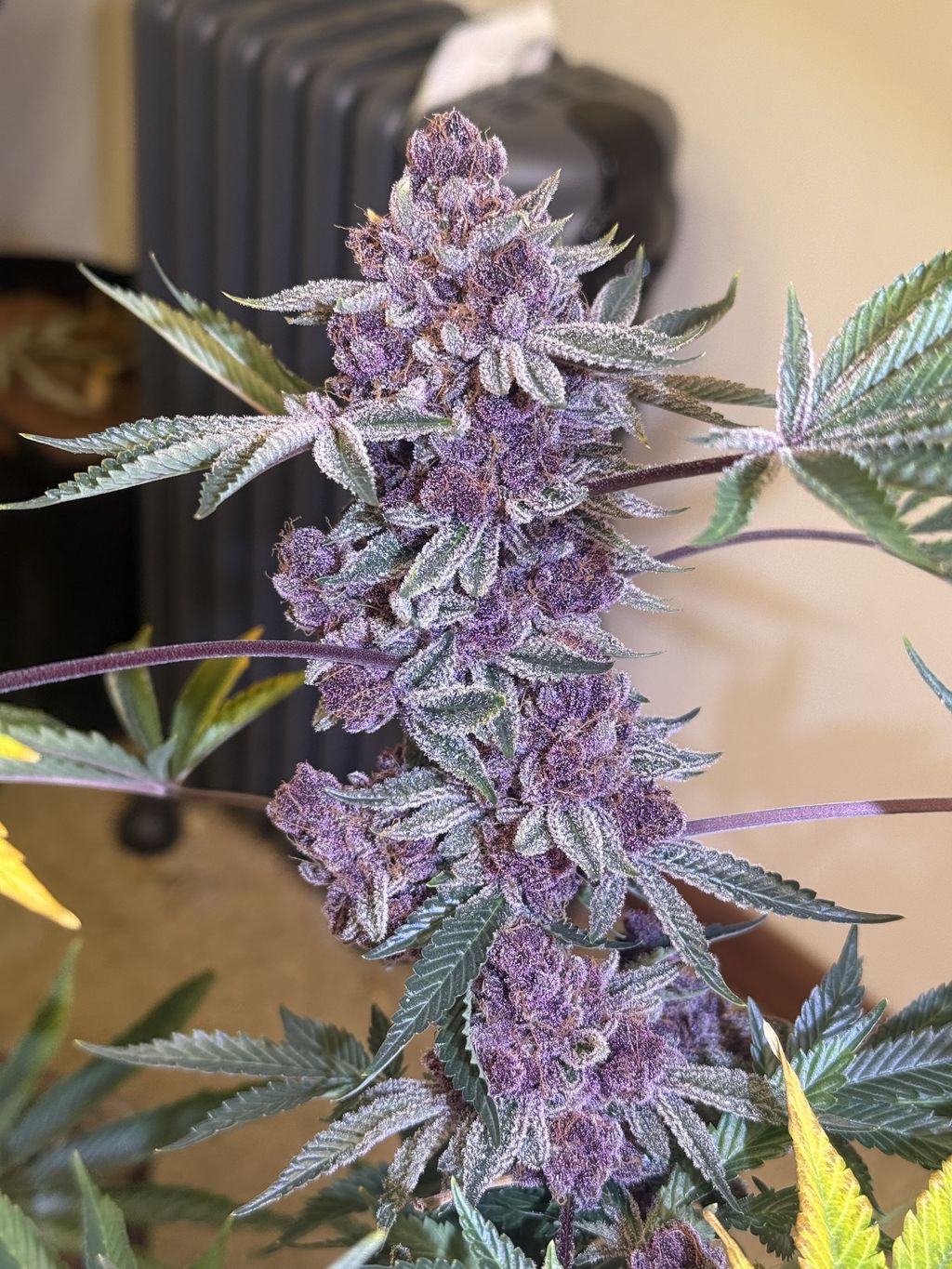 Tangie queen 1