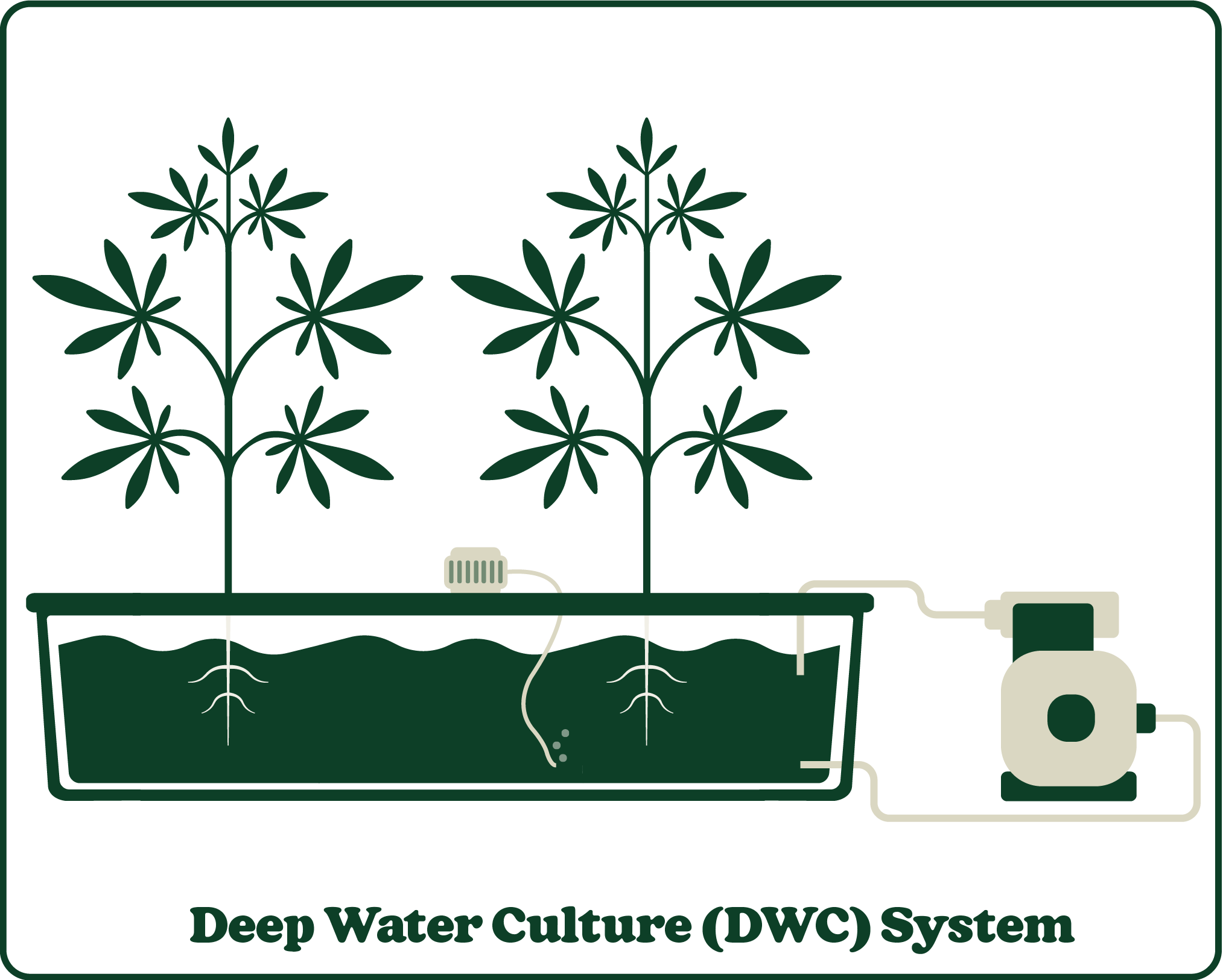 Illustration of a Deep Water Culture (DWC) system with plants, roots submerged in water, and an air pump connected.