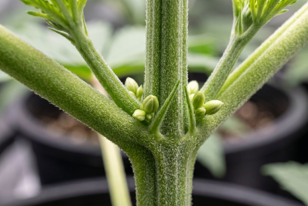 Close-up showing how male pre-flowers form small sacs.