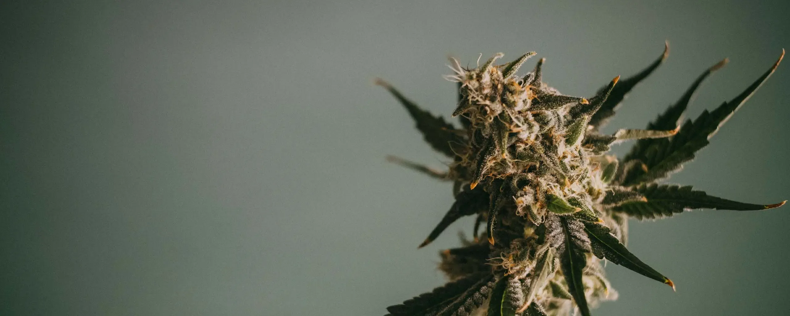 Close-up of a cannabis plant with dense buds and pointed leaves against a muted gray background.