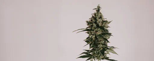 Cannabis plant on beige background
