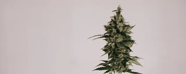 Cannabis plant on beige background