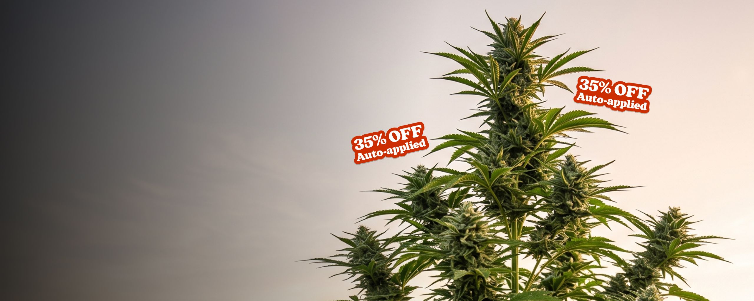High Yield Seed Sale - Mobile