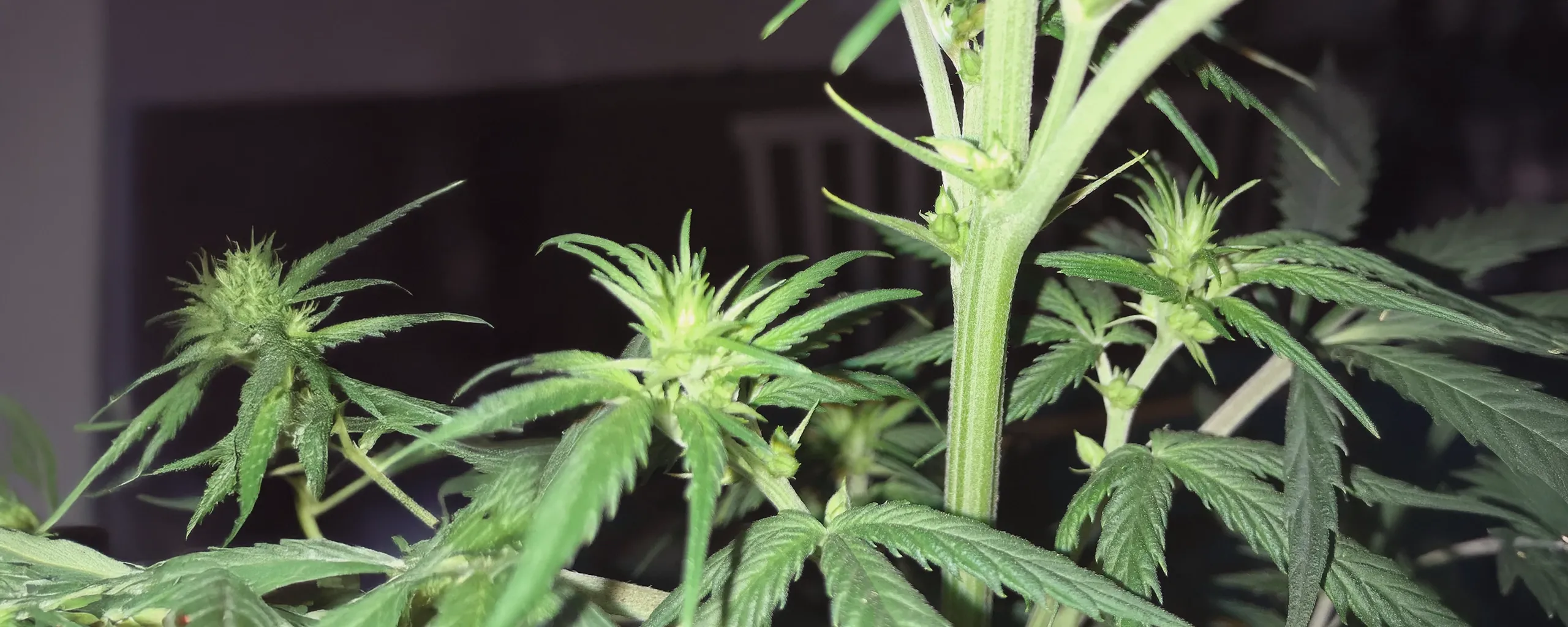Why Cannabis Plants Turn Hermaphrodite and What to Do - ILGM