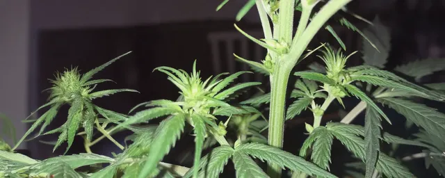 Hermied plant with male and female parts Hermied plant with male and female parts