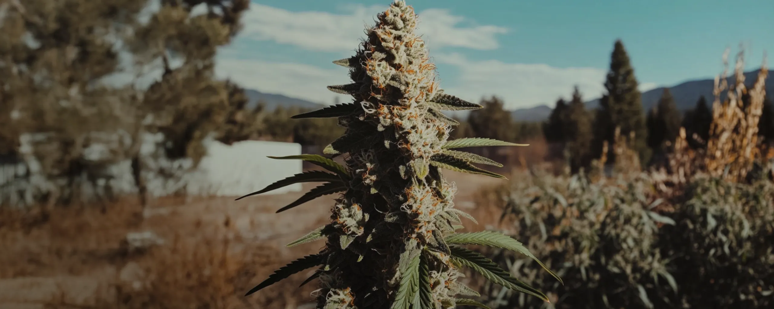Close-up of a cannabis plant with dense buds and green leaves, set against a blurred outdoor background with trees and a blue sky.