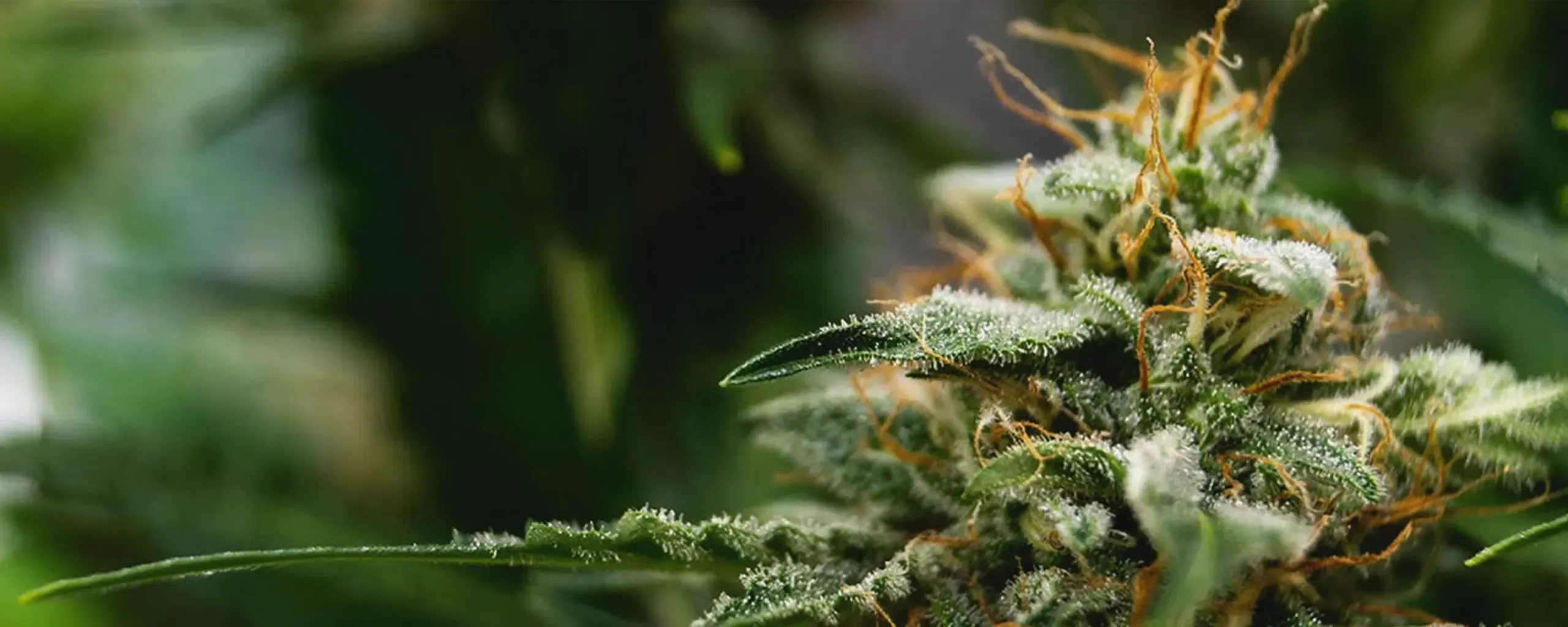 Close-up of a cannabis plant with frosty trichomes and orange pistils, set against a blurred green background.