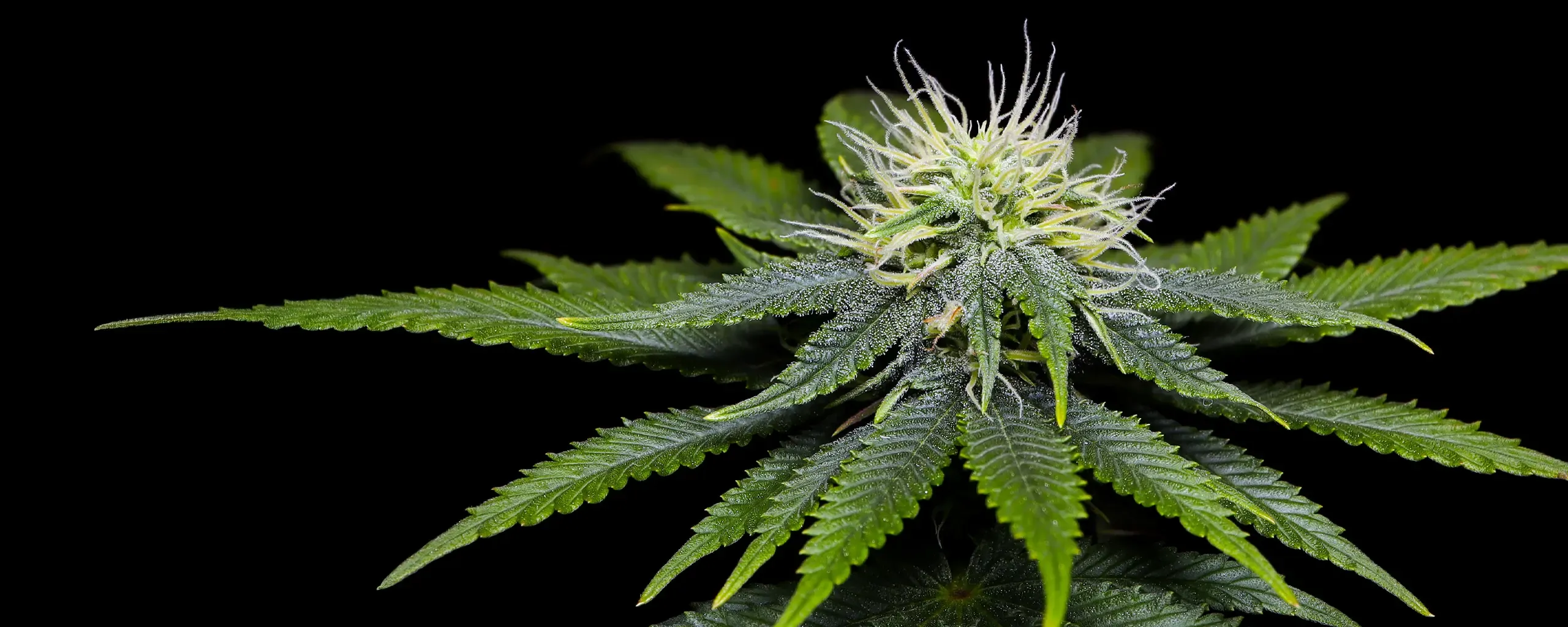 Close-up of a cannabis plant with vibrant green leaves and white, hair-like pistils against a black background.