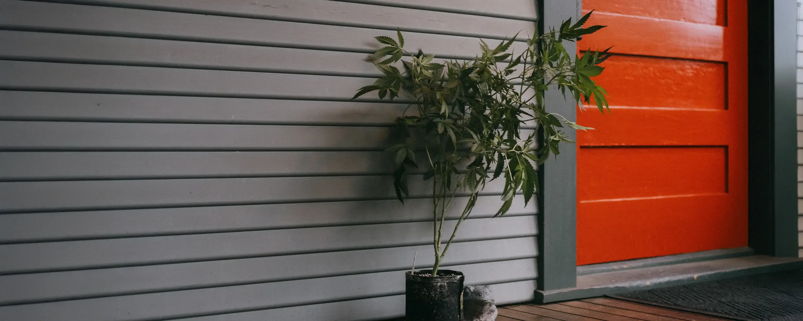 Potted plant on a wooden porch next to a gray paneled wall and bright orange door.
