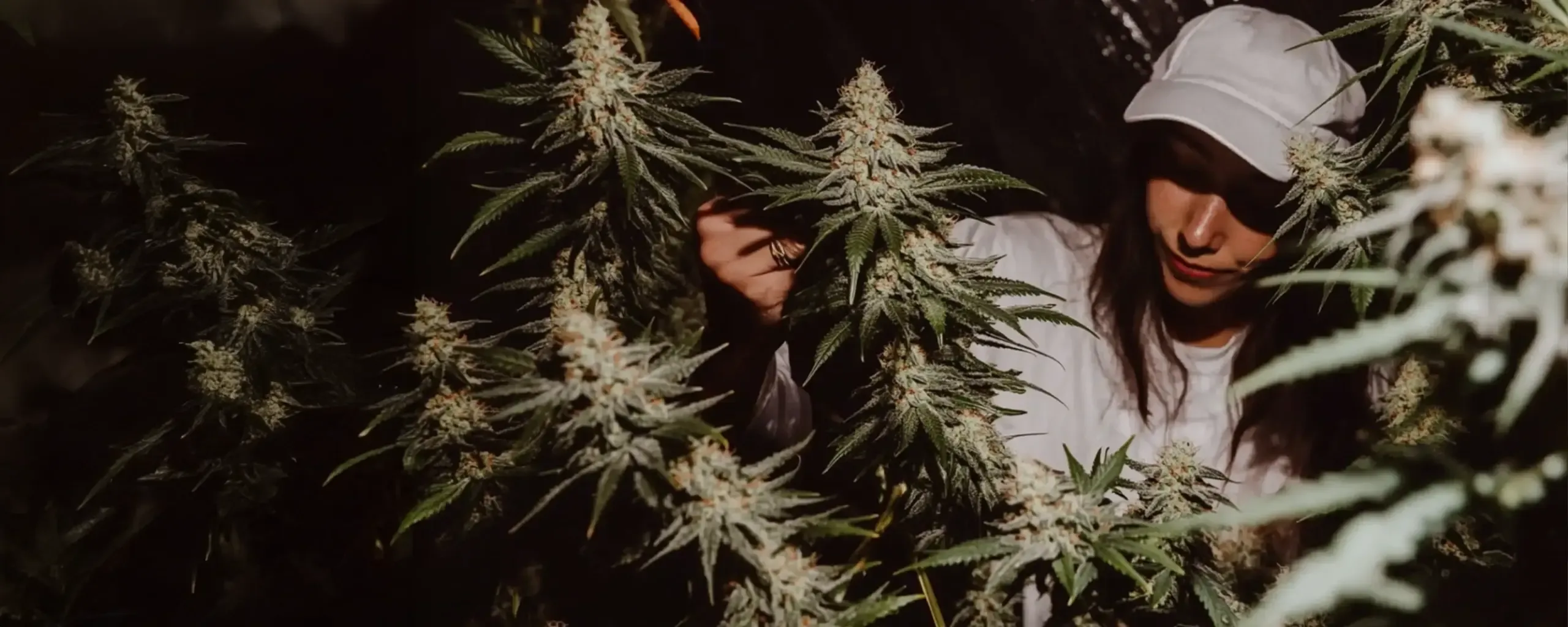 Person in a white cap and shirt inspecting tall cannabis plants in a dimly lit environment.
