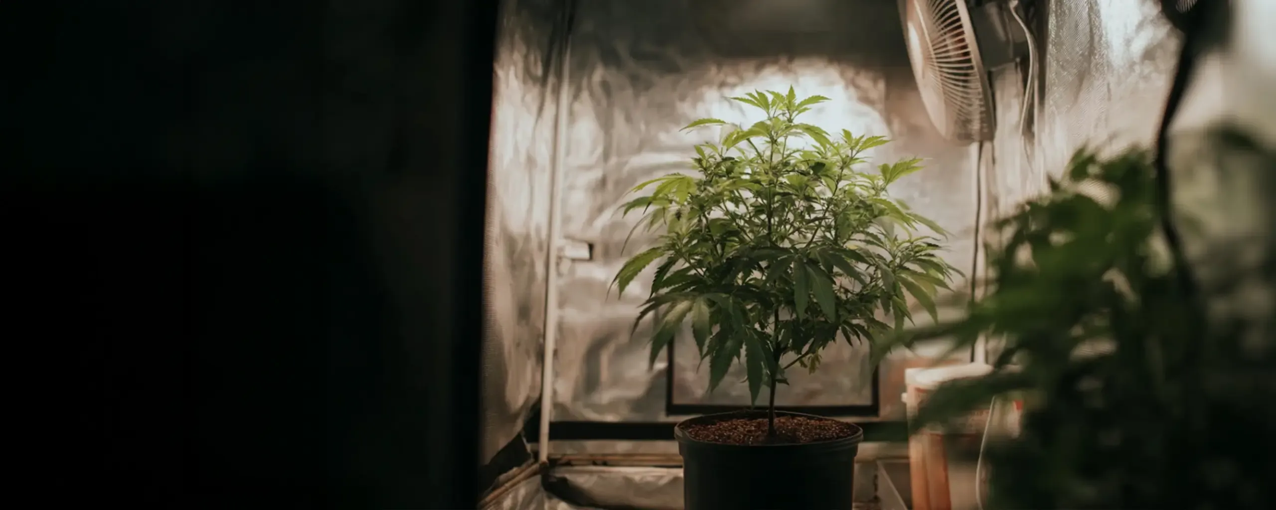 A potted plant growing inside a reflective grow tent, illuminated by a light, with a fan mounted on the wall for ventilation.