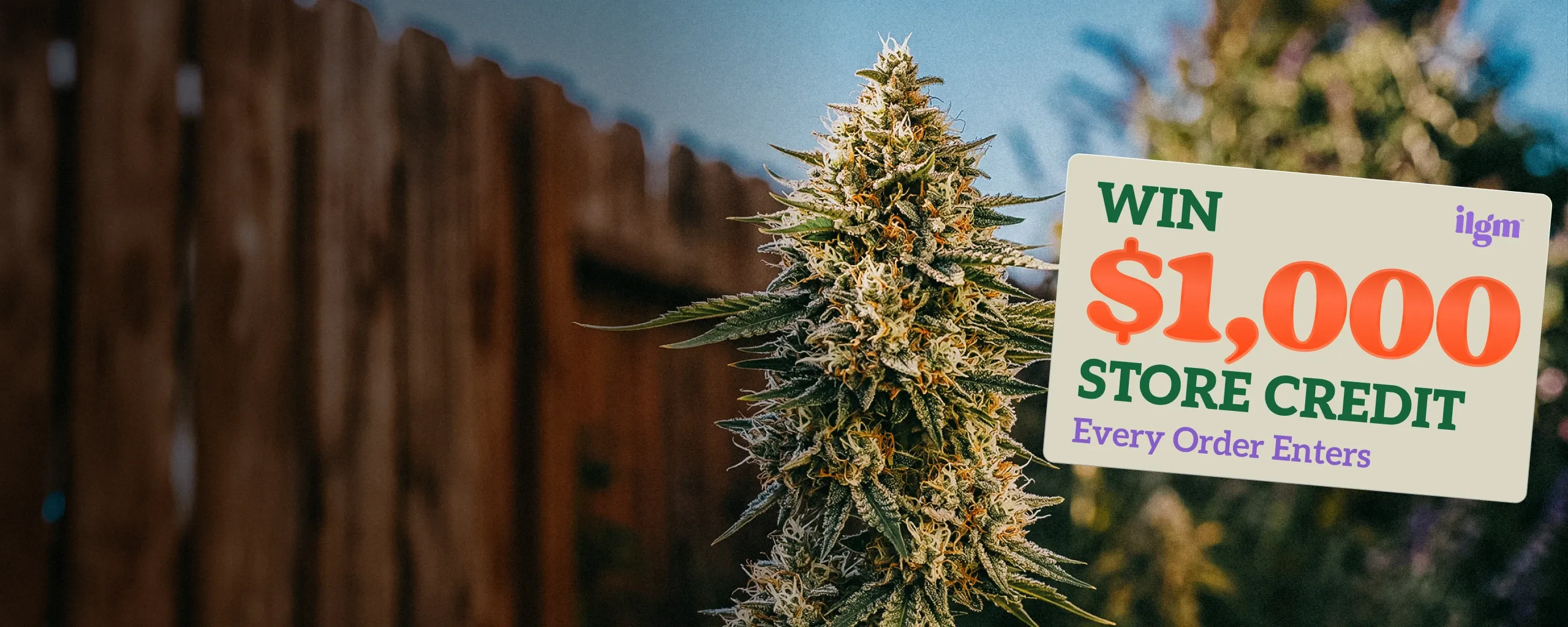 ilgm_Homepage_banner-2560x1024-2