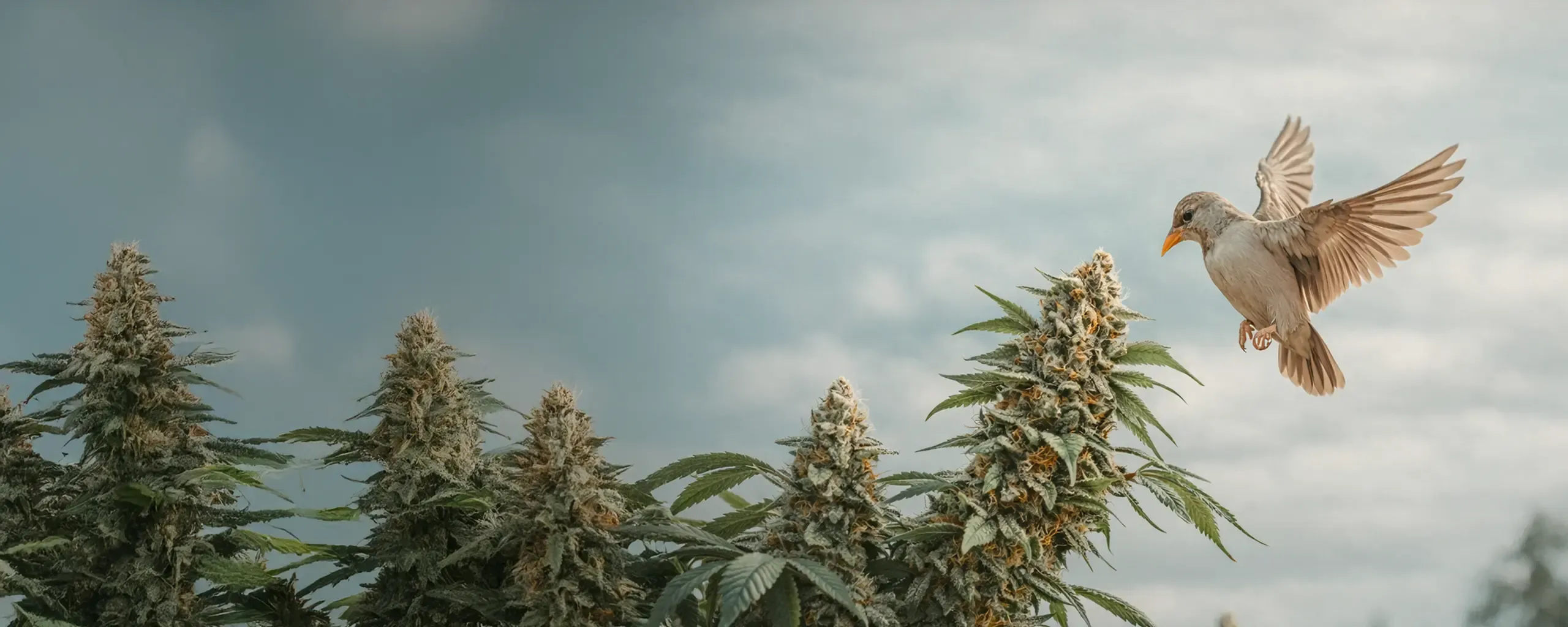A bird hovers near the flowering tops of tall cannabis plants against a cloudy sky.