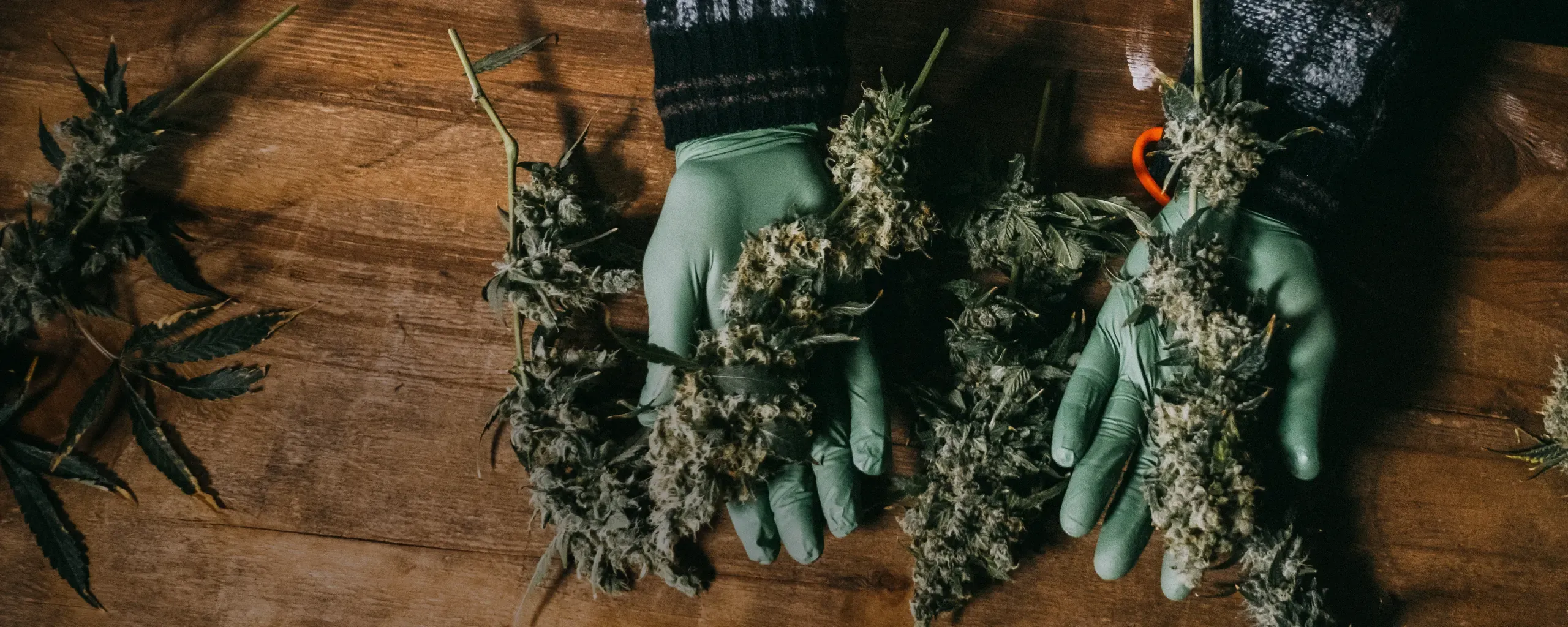 Hands in green gloves holding cannabis buds on a wooden surface.